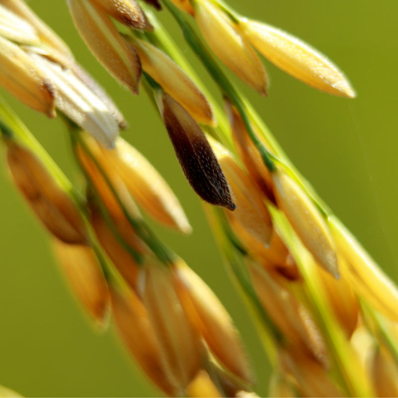 Brown rice plant as exfoliant for dry skin