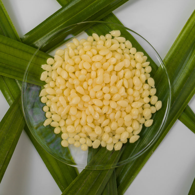 Candelilla wax in glass bowl with green leaves