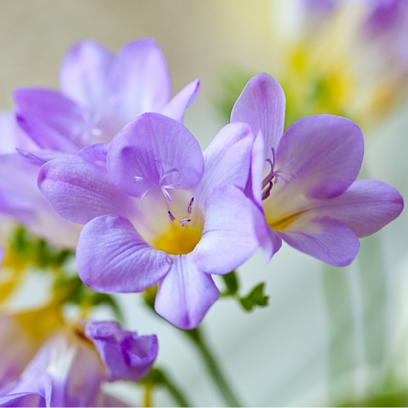 Purple freesia flowers representing product fragrance