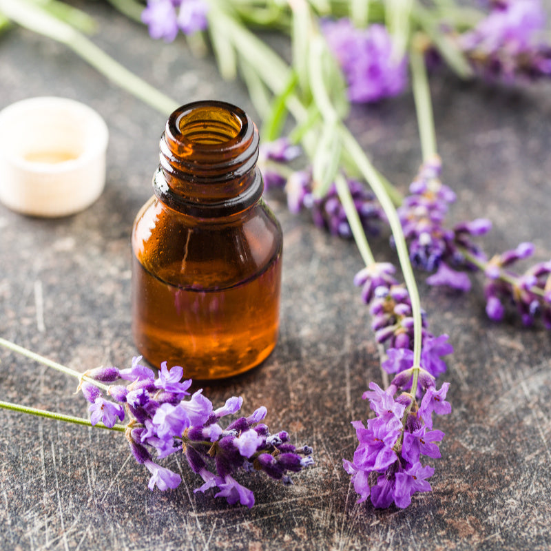 Lavender plants and bottle of lavender oil representing product fragrance