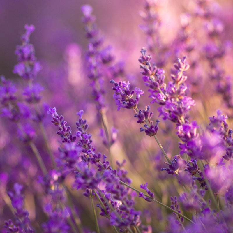 Close-up of lavender flowers swaying in the wind with purple background