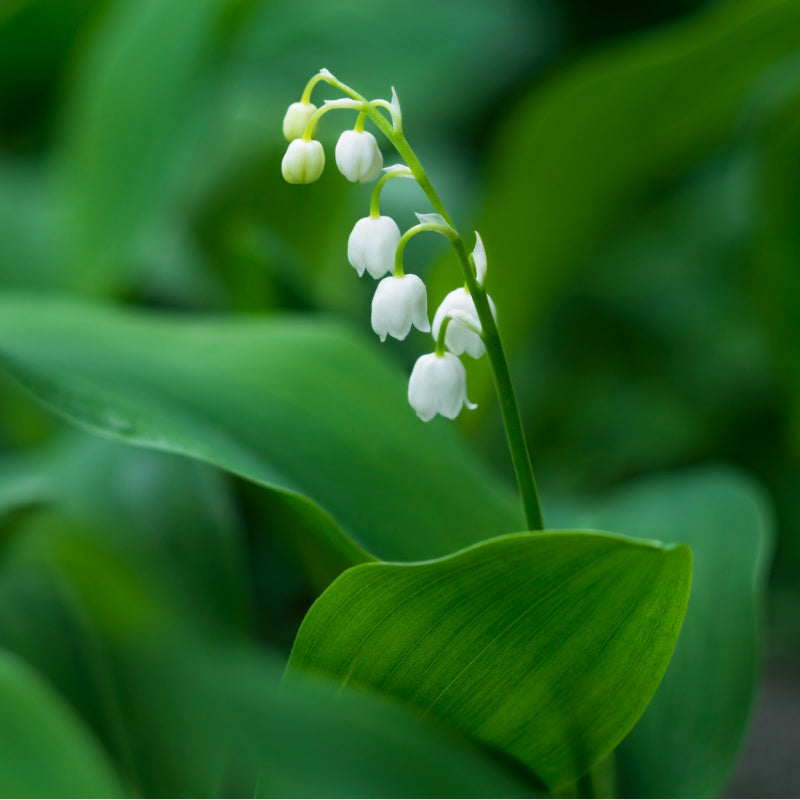 Closeup of delicate lily of the valley with green leaves in background