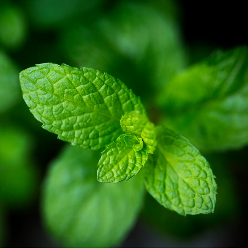 Mint leaves representing product fragrance