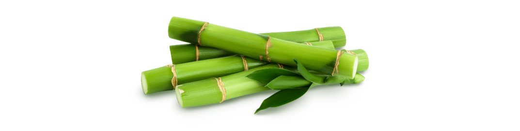 Fresh bamboo sprig on a white background representing a mindful style