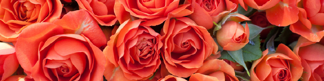 bunch of orange roses representing tips to improve a couperose complexion