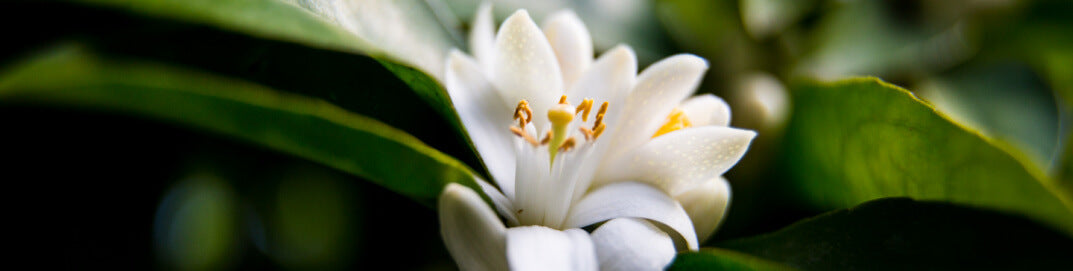 close up of jasmine flower representing mindful beauty lifestyle