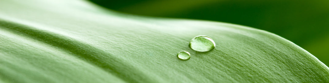 A close-up of a fresh green leaf with two clear water droplets resting on its smooth surface, photographed in soft natural light.
