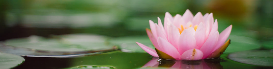 Lotus on water representing gratitude and mindful living
