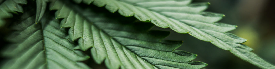 Closeup of hemp leaves