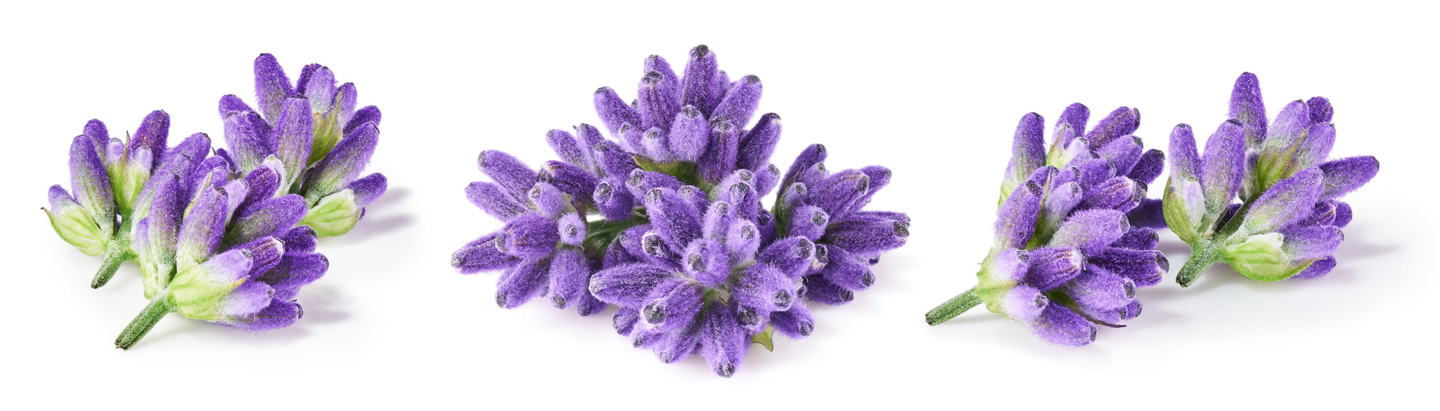 Three fresh sprigs of lavender on a white background representing lavender scent in phthalate free perfume
