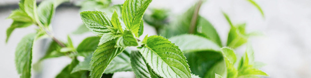 Sprigs of mint on a white background