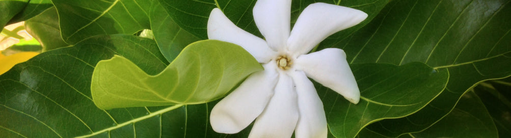 Pikake flower on green back representing classic perfume collection