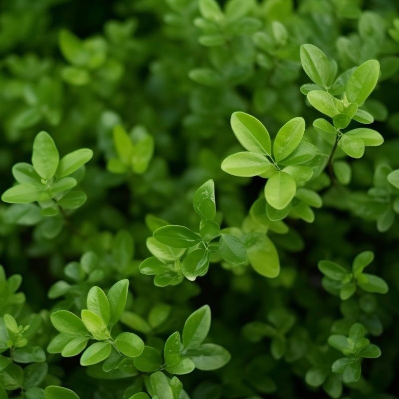 Closeup of vibrant fresh marjoram leaves, showcasing the herb's rich green color and aromatic texture.
