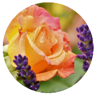 Open coral color rose displaying its center with lavender blossoms