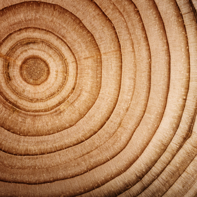 Closeup of tree rings representing product fragrance