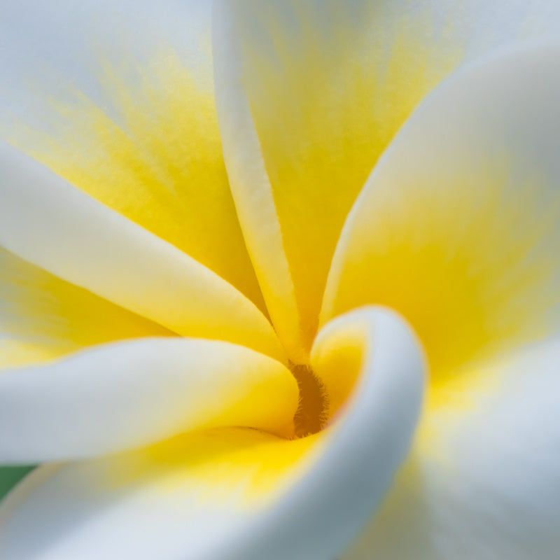 Closeup of frangipani flower