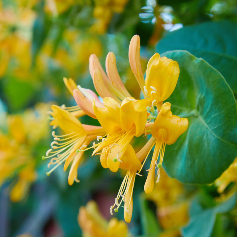Honeysuckle flowers as ingredient in honeysuckle perfume