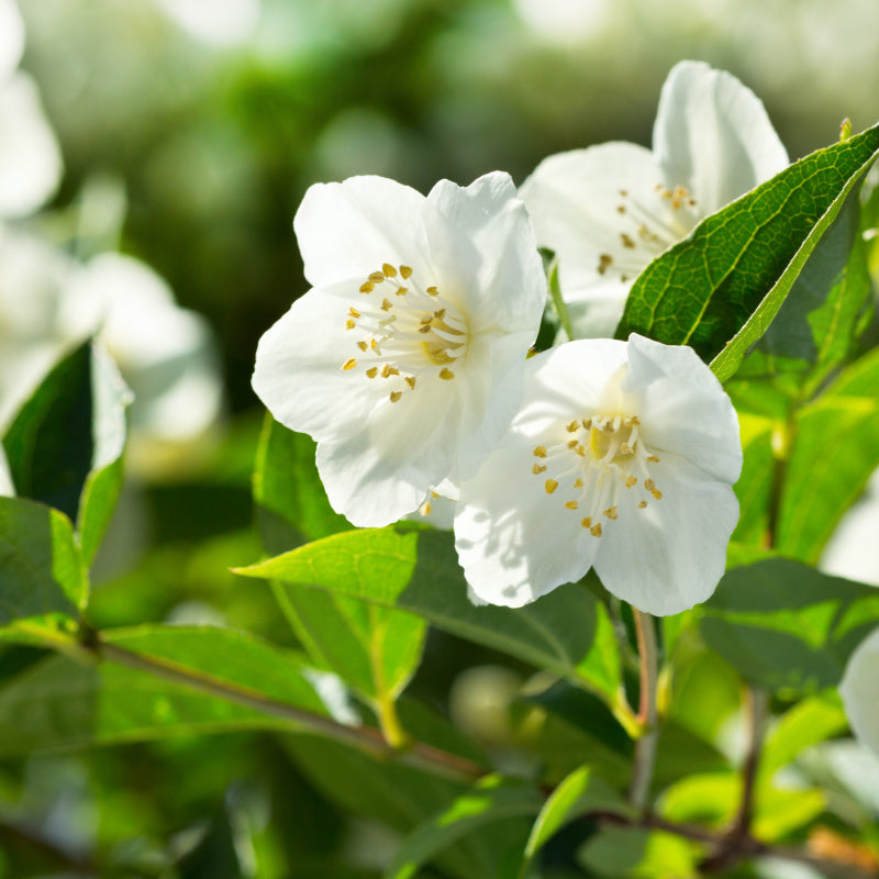 White flowers representing product fragrance