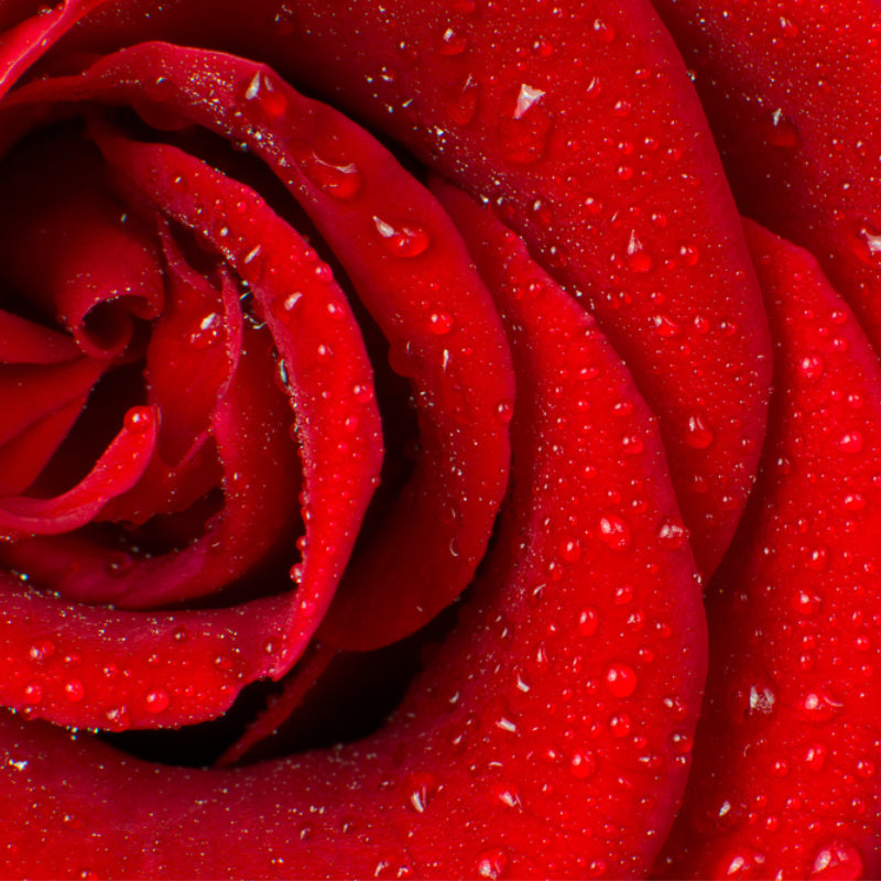 Rose petals with raindrops shown in the center of red rose