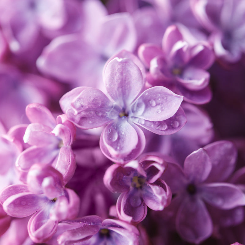Close-up of lilac petals with water droplets