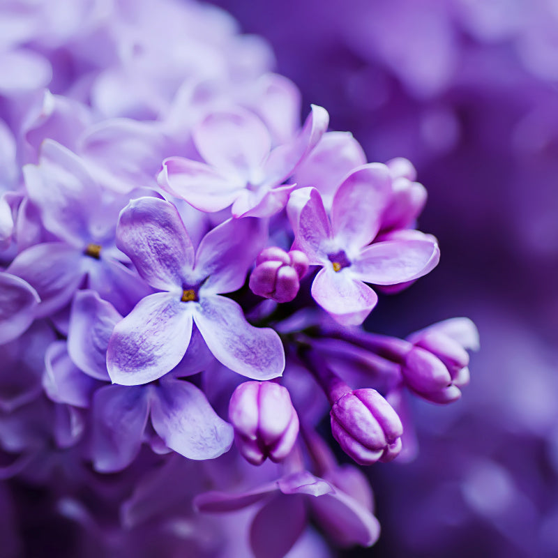 Closeup of lilac flowers in bloom