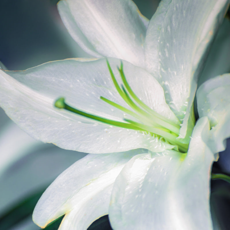 Closeup of lily flower with pistils and dew on petals