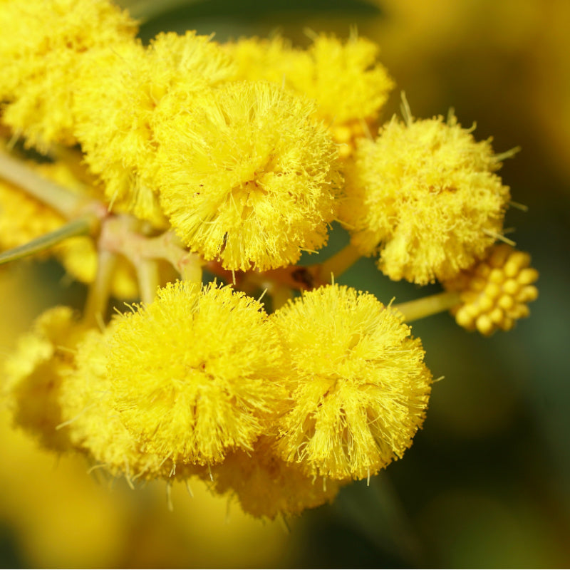 Mimosa plant representing product fragrance
