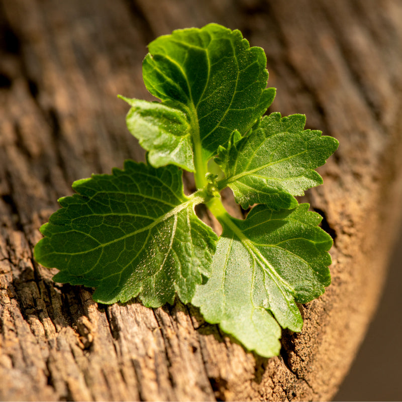 Concept of patchouli leaves representing product ingredient