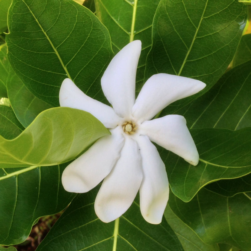 Pikaki flower representing product scent