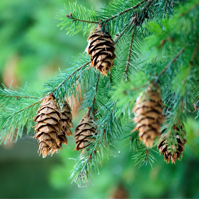 Pine cones hanging on tree representing product fragrance