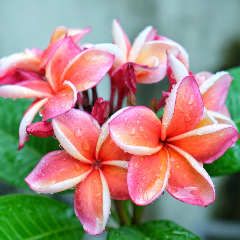 Closeup of plumeria flowers with raindrops on petals