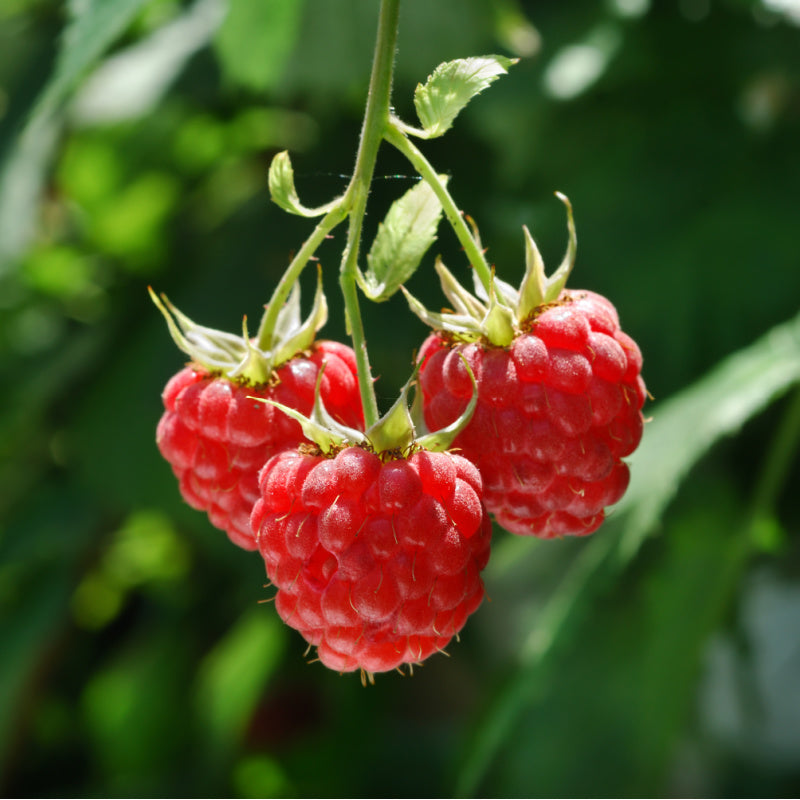 Close up of raspberries on vine with green background