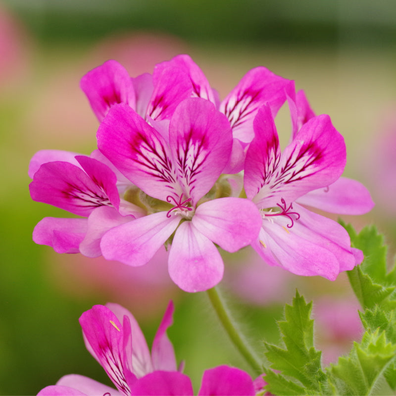 Rose geranium flower representing Calming Perfume