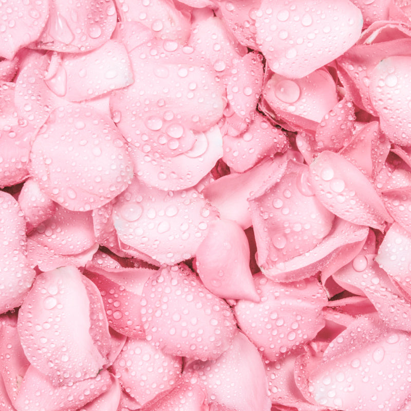 Pink rose petals representing product fragrance