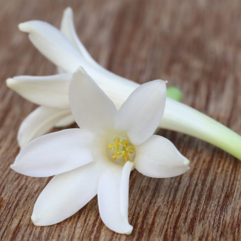 Closeup of tuberose flowers on wooden table