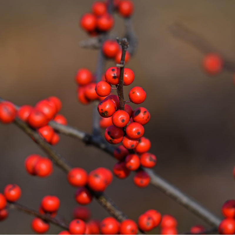 Winterberries on a branch in summer